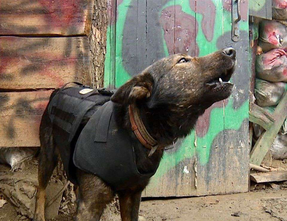 Все буде Україна