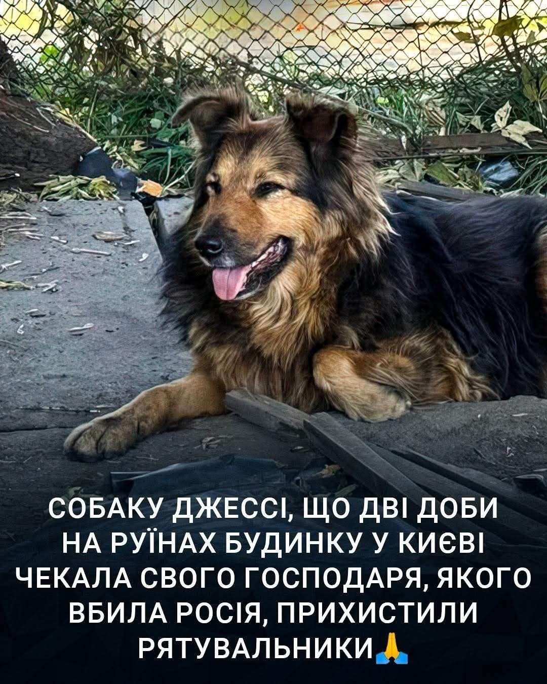 Все буде Україна