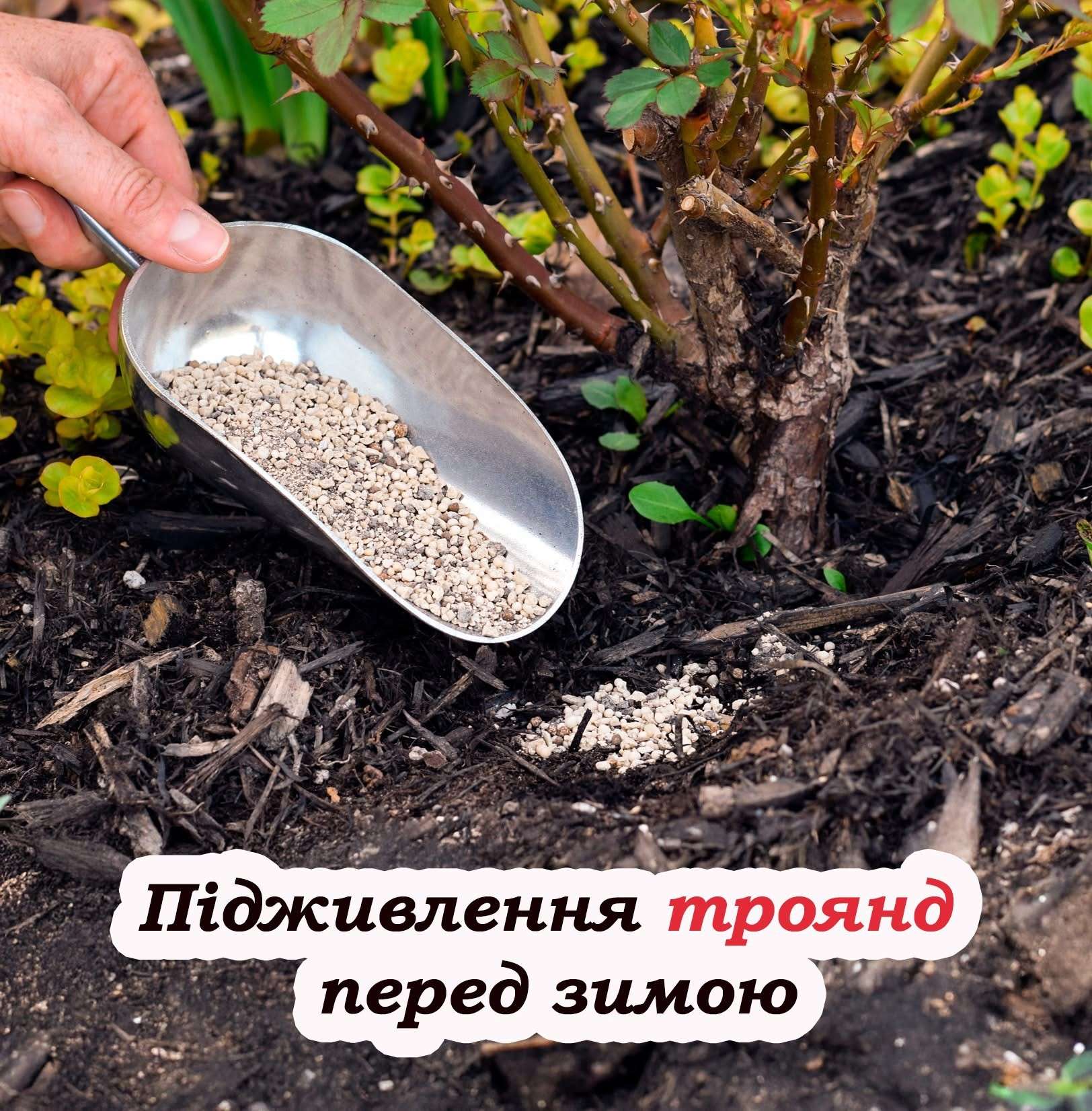 Все буде Україна