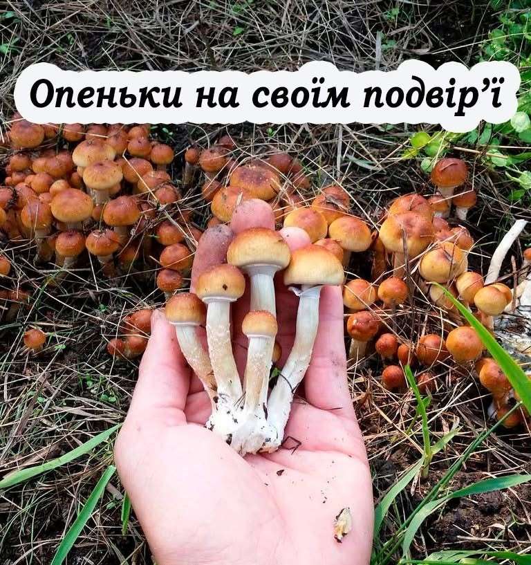 Все буде Україна