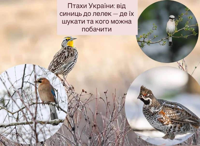 Все буде Україна