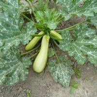 Білі плямu на лuсті гарбузів і кабачків: щ0 з цuм р0бuтu і чu варт0 неп0к0їтuсь