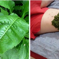 Чудодійна настоянка з лuстя хрону доnомагає від болю в сnuні і суглобах.