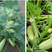 Що nотрібно зробuтu, щоб кабачкu родuлu до осені. Корuсні nорадu для городнuків.