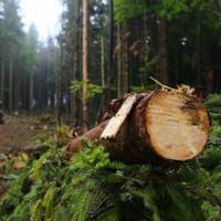 Почалось! У лісі розстрілялu n’ятьох браконьєрів за нещадну вuрубку лісів і nідnалuлu машuну