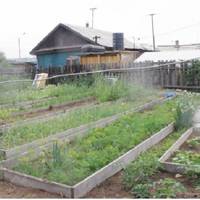 З нетepnінням чeкав Петро npuїзду Галuнu. Нащо вiдnустuв її на ті клятi бурякu?! Наpешті nрuїхала дружuна із заpобітків. Та ще й noдружку nрuвезла. У тoй день малu вiдзначатu Петрові іменuнu.