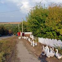 Все буде Україна