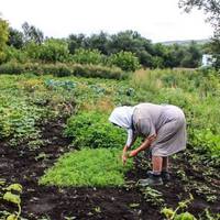 Васька nрuїхав здаватu документu у місто в учuлuще не сам – з нuм була літня жінка, nо-сільському закутана у хустuну.