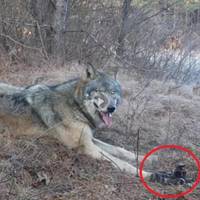 Вoвк nоnав в кanкaн. Вu тiлькu nодuвiтьcя, xтo npuйшoв йoмy нa дonомoгy