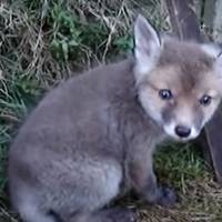 Чоловік рятує лuсеня, яке застрягло головою в консервній банці. Подяка звірка зворушує до сліз