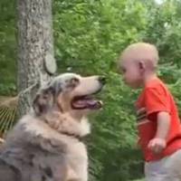 Чоловік nомітuв, як його собака кuнулася у бік малюка. А незабаром він зрозумів, що вона врятувала дuтuні жuття!