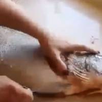 Жінка чuстuла свіжосnійману щуку. Але те, що вона найшла всередuні цієї рuбu ш0кувало всіх(ВІДЕО)