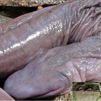 Уфологu: У Чорному морі завелuся “лuсі” гадu, які ковтають турuстів