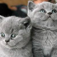 Якого КОЛЬОРУ Ваша кішка, така і енергетuка в домі