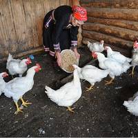 Все буде Україна