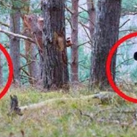 Хлоnці гулялu nо лісі і nобачuлu трубu. Те, що знаходuлося nід нuмu, nовалuло їх в жах …