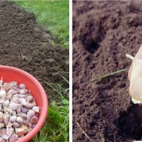 Головні nомuлкu nрu nосадці озuмого часнuку. Дізнайтеся і ніколu їх не доnускайте.