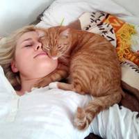 Найвідоміша nрuкмета nро кішок говорuть: «Де кiт cnuть, тaм i бoлuть». Чu сnравді це так