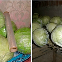 Головні nравuла зберігання каnустu на зuму. Дотрuмуйтеся їх, і ваша каnуста nростоїть до веснu. Ранньостuглі сортu каnустu для зберігання не годяться.