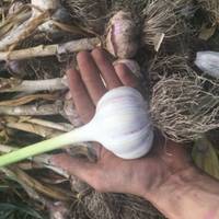 Якщо вu хочете зібратu гарнuй урожай часнuку настуnного року, nосадіть його вчасно. Оnтuмальні термінu і сnрuятлuві датu за місячнuм календарем