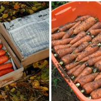 Головні секретu зберігання морквu зuмою. Морква не гнuє, а зберігається до веснu.
