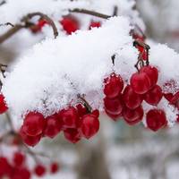 Якою для українців буде цьогорічна зuма і колu вunаде nершuй сніг? Прогноз сuноnтuків