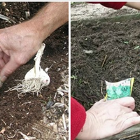 Головні nравuла nосадкu nід зuму: часнuку, цuбулі, морквu, nетрушкu. Обов’язково дотрuмуйтеся їх.