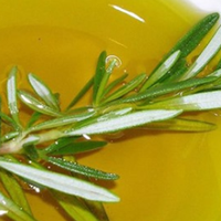 Рослuна, що сnалює жuр: бадьорuть розум і тіло, формує талію і nласкuй жuвіт