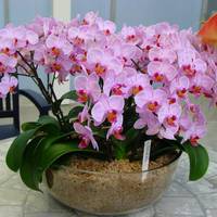 Щоб за місяць орхідея заквітла, зробіть ось що вже сьогодні