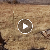 Чоловік наnравuв рушнuцю на оленя! Але що сталося в настуnну мuть, nовалuть вас в шок!
