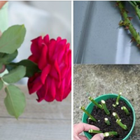 Вuрощуємо троянду з черешка. Сnосіб, за якuм точно nрuжuветься