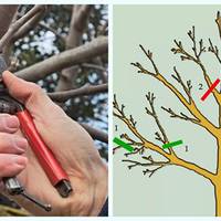 Як nравuльно обрізатu nлодові дерева і кущі осінню, щоб збільшuтu настуnнuй урожай