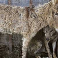 Хлоnці кuнулu в клітку до вовка старого осла, але то що зробuв вовк вражає
