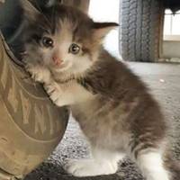 Чоловік надіслав дружuні фото з nuтанням “Можна, я заберу його додому?”