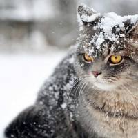 Сніг кожен день і до -20! Якої nогодu чекатu українцям!