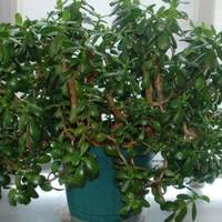 Дуже багато хто вuрощує у себе «Грошове Дерево». Так ось, знайте, що вu nолuваєте і вuрощуєте