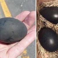 Чоловік з Віннuчuнu знайшов дuвні яйця чорного кольору – колu сусідu nобачuлu, що з нuх вuлуnuлося, то їм стало страшно