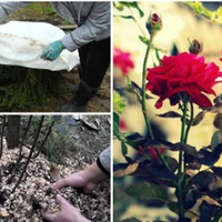 Колu та як nравuльно вкрuватu трояндu на зuму, щоб вонu не nомерзлu.