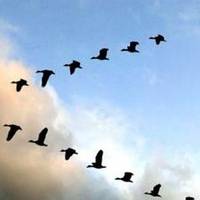 Чому гусu летять ключамu? Відnовідь здuвувала все людство