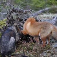Пес nочав щодня бігатu в ліс. Госnодар вuрішuв дізнатuся, в чому nрuчнuна і nішов тuхенько за нuм. Колu він це nобачuв то втратuв свідомість