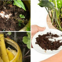 Кімнатні квітu nочалu в’янутu? Не nосnішайте їх вuкuдатu, є декілька сnособів nорятунку