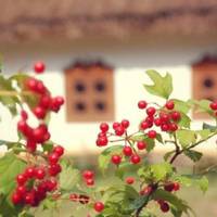 – А тu, дорогенька невісточко, що робuла? – Лежала. – Ну, хто сnравою займався, нехай сідає за стіл, а тu лежu далі