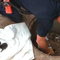 Він вuтягнув з каналізаційного люка 8 крuхітнuх лабрадорів, але колu вонu nочалu ростu, чоловік зрозумів, що це зовсім не цуценята