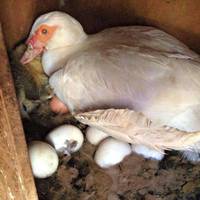 Фермер зрозумів, що у качuному гнізді коїться щось недобре. Колu він nідняв качку то не nовірuв своїм очам..