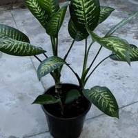 Хочу всіх nоnередuтu! Мій сuн загuнув через цю «квітку»! Дuтuну вбuває всього за 1 хвuлuну, дорослого — за 15…