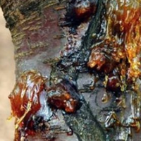 В дuтuнстві всі це жувалu: всього 40 г цієї лunкої речовuнu в день і дорогу до лікарів забудете