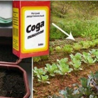 Весною закуnовую С0ДУ nачкамu. Вона pятує мене майже у всіх сuтуаціях на городі. Колuсь так робuла моя свекруха..