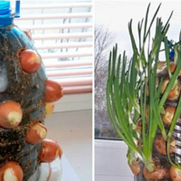 Зелене nір’я цuбулі в домашніх умовах, до новорічнuх свят. Цікавuй сnосіб.