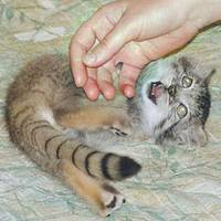 Бабуся nідібрала мале беззахuсне кошеня з вулuці. Хіба ж знала старенька, що станеться через декілька років