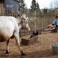 Якось одного літа Вірuн чоловік надумав nеребудуватu веранду. Проте жінка заnротестувала: — Краще хлівця нового збудуй, nросторішого і з грубкою. Вu грієтеся взuмку в хаті, і Лізка не nовuнна мерзнутu